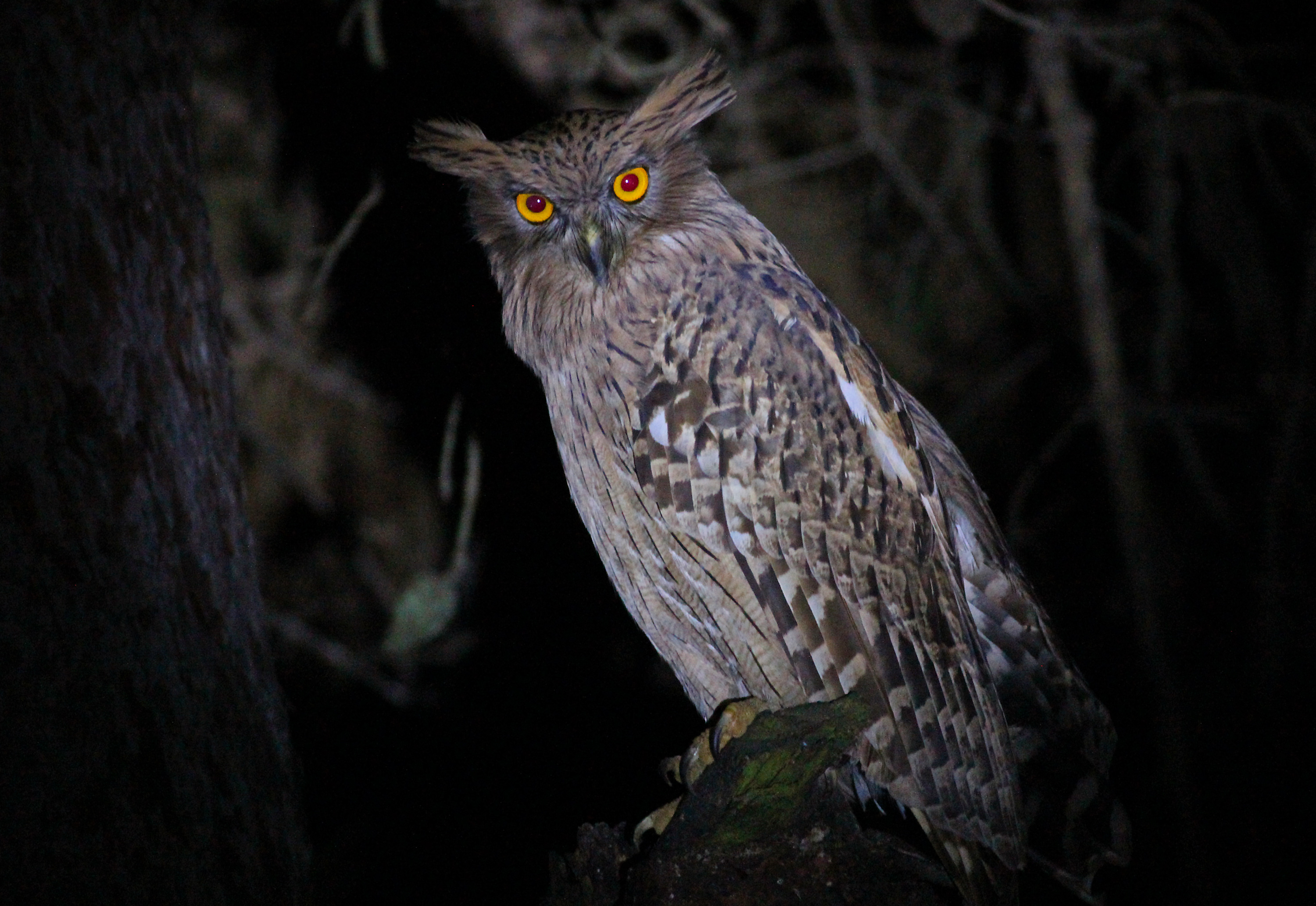 Brown Fish-Owl